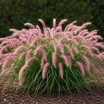Perovec východný (Pennisetum orientale) ‘FLAMINGO’ - kont. C2L